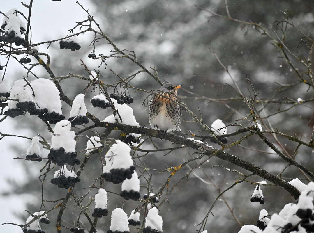 Пока всё не съест, не улетит, вторую неделю хомячит... - Вадим Пока всё не съест, не улетит, вторую неделю хомячит... - Вадим