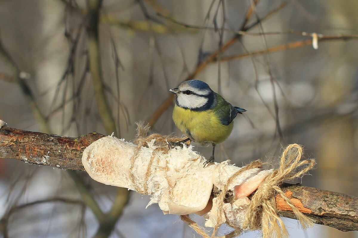 синица  Лазоревка - Ninell Nikitina