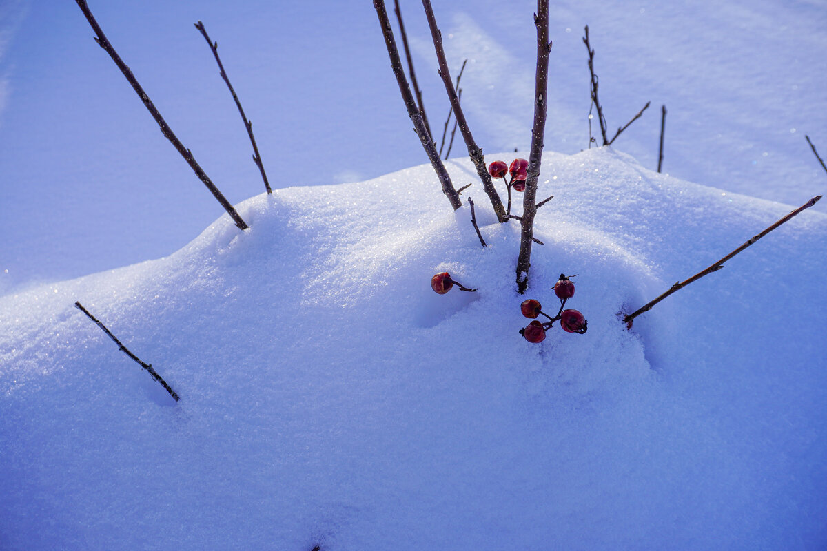 Февральские ягоды - Сергей Ц