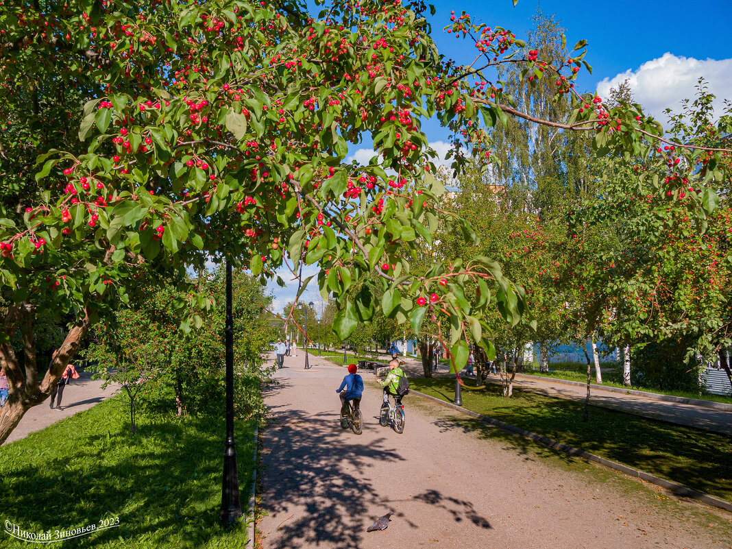Грозди самых северных яблочек на Яблоневой аллее в Ухте (Коми) в конце лета, начале осени. - Николай Зиновьев