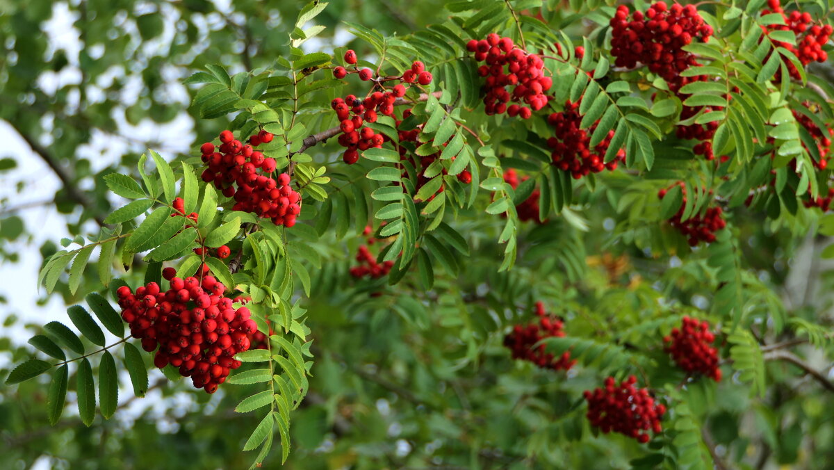 ... - "The Natural World" Александер