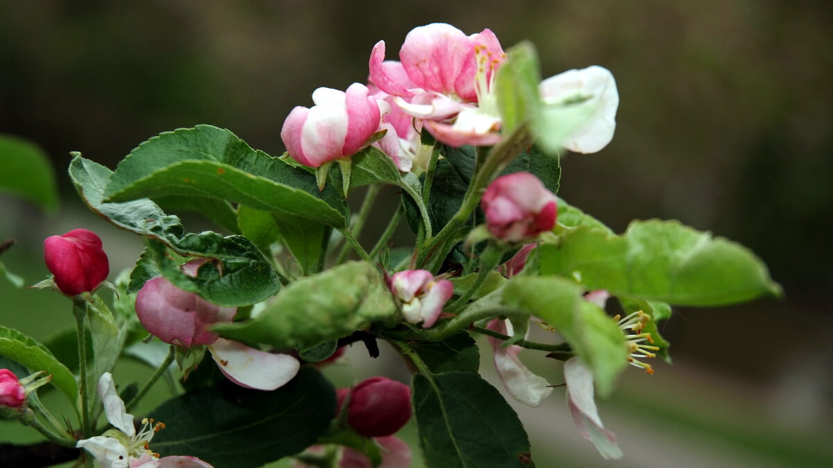 ... - "The Natural World" Александер