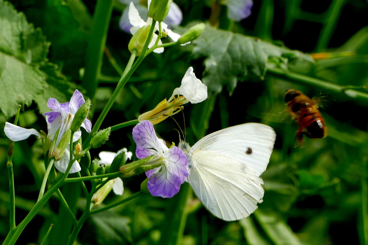 опять про бабочек...492 - Александр Прокудин