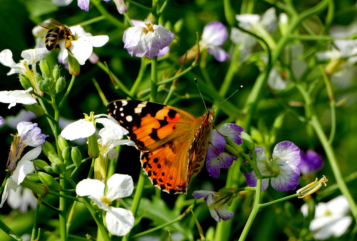 опять про бабочек...494 - Александр Прокудин