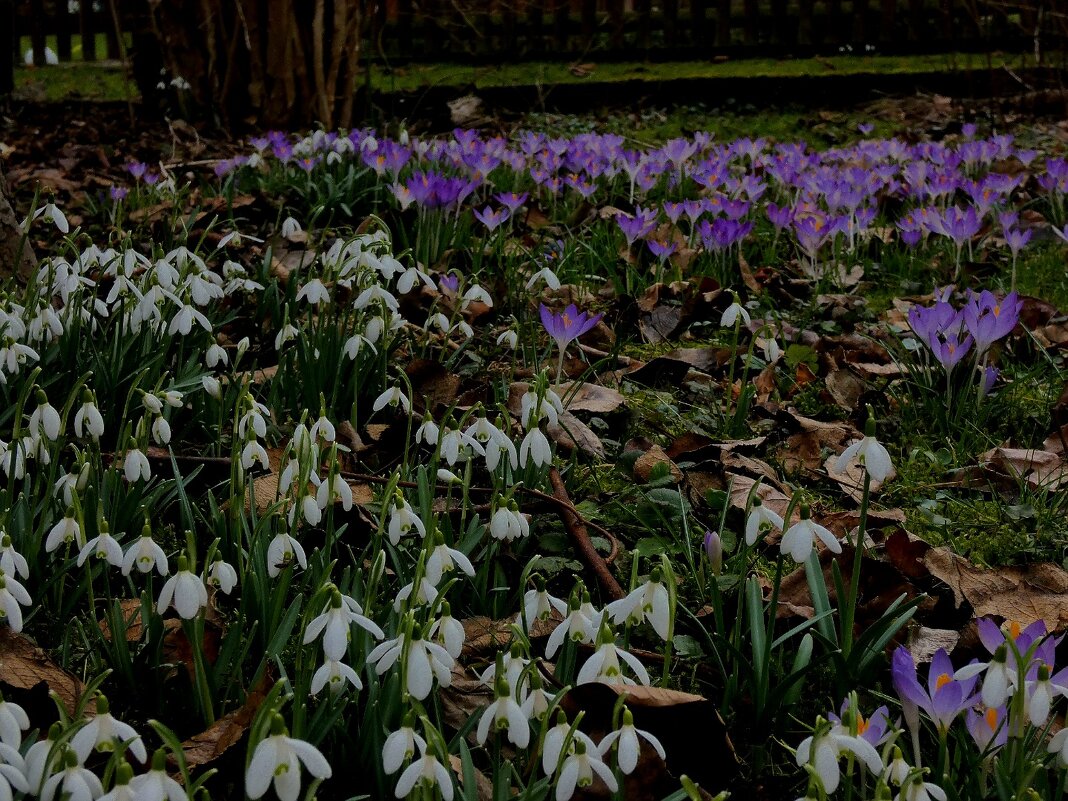 весенние цвета - Heinz Thorns