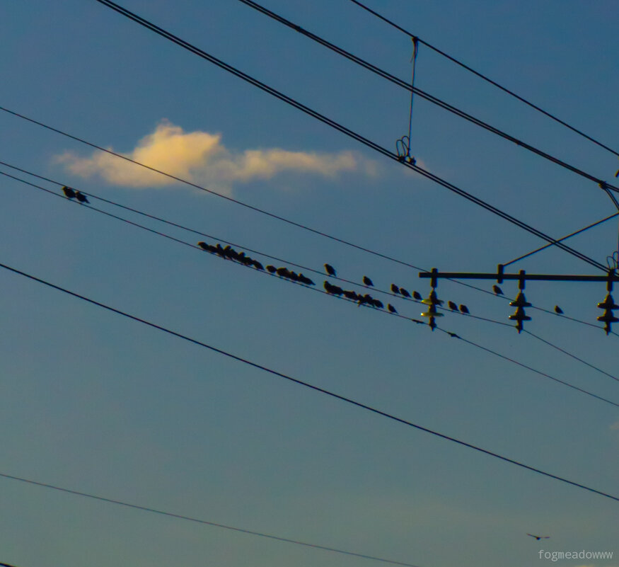 Воробьи - fogmeadowww m