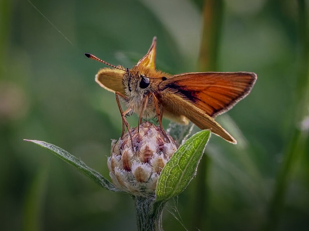 Бабочка из семейства толстоголовок. - Aleksey Afonin