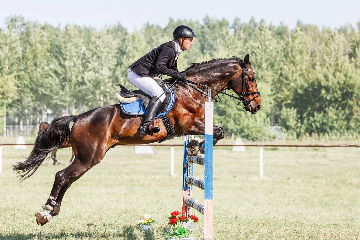 Конкур - SanSan 