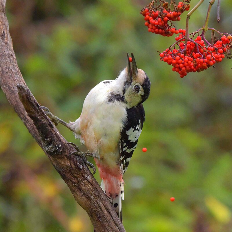 Гурман. - Михаил Белоусов