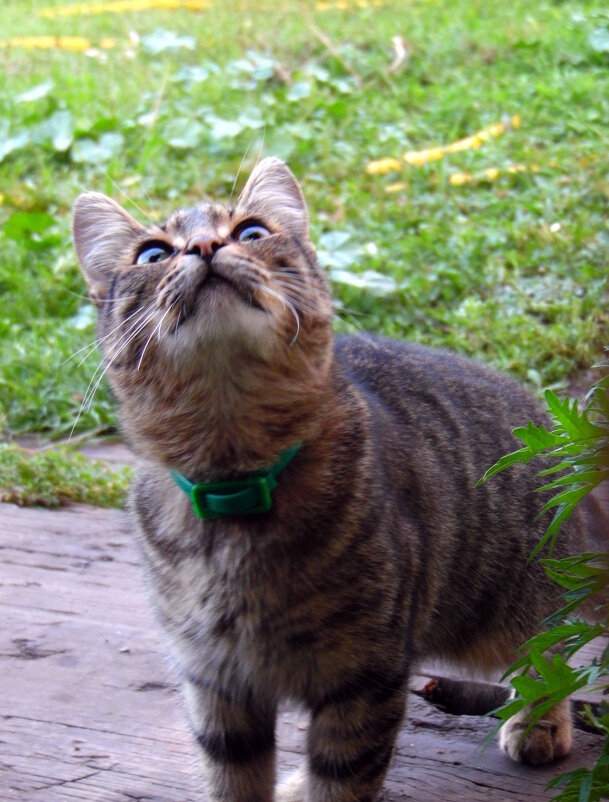 Улетела !!! - nadyasilyuk Вознюк Улетела !!! - nadyasilyuk Вознюк