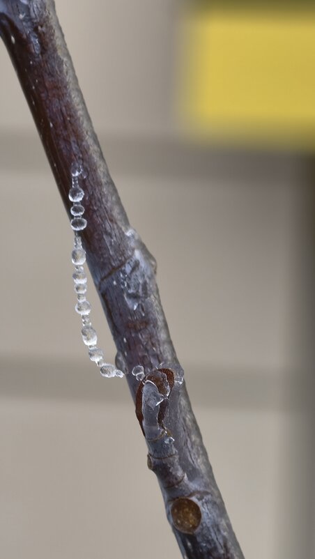 Бусы льдинок на ветке дерева - Мариша 