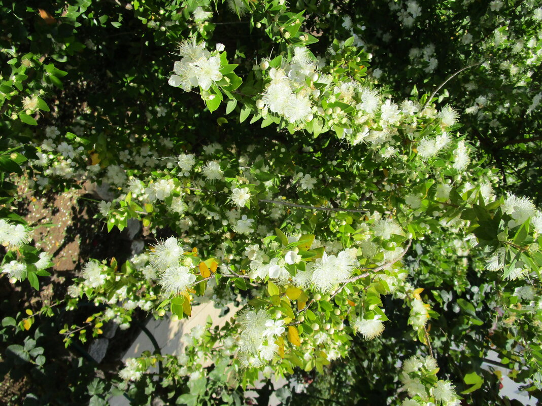 Мармарис  июнь  Турция - Елена Шаламова