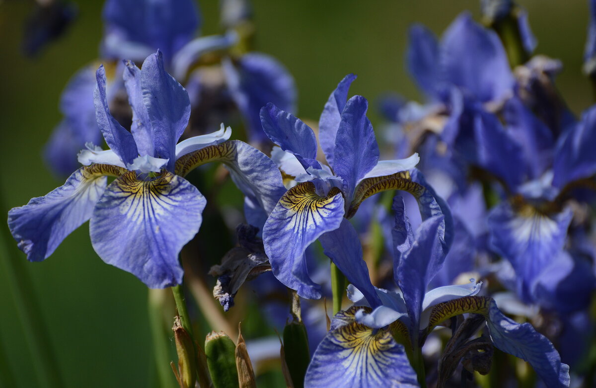 Отголоски прошлого лета.... - Sergey (Apg)