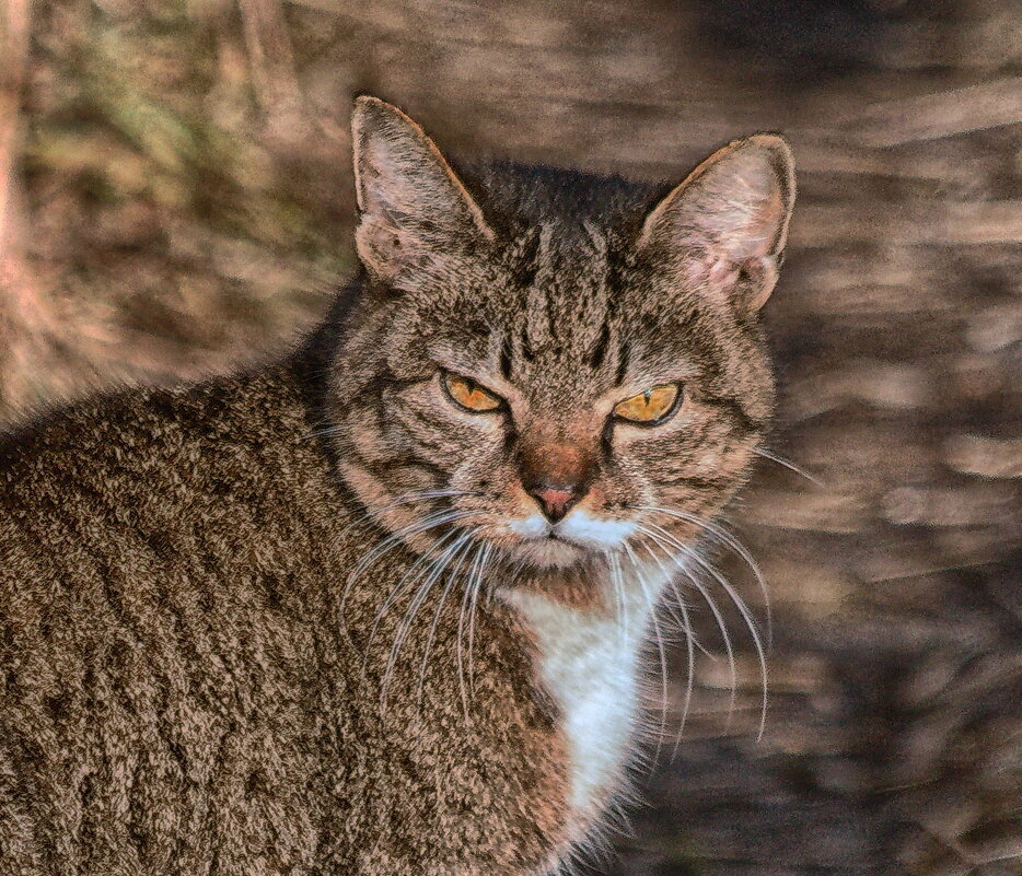 Первый кот на деревне - Валерий 