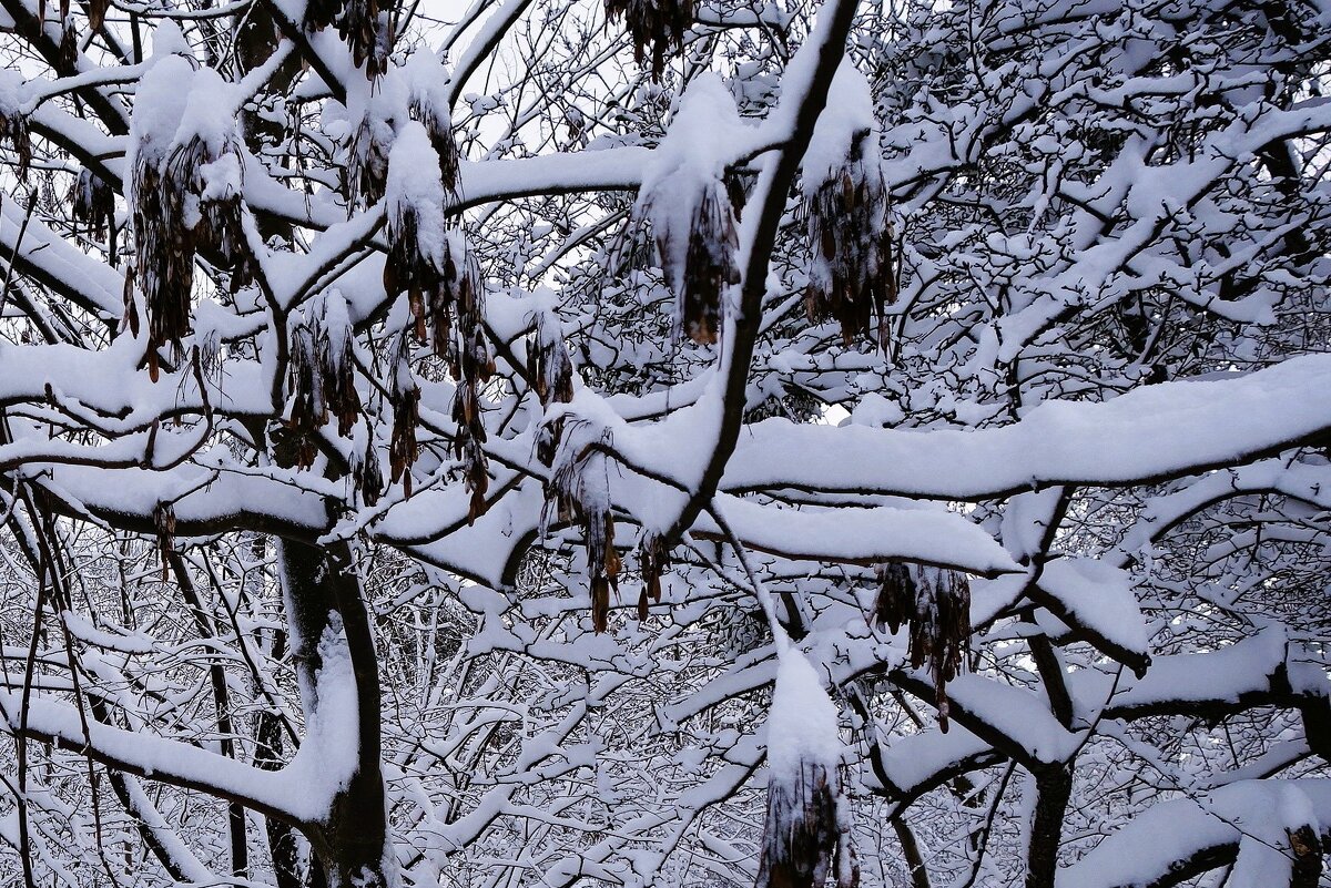 Зимние кружева - Рита Симонова