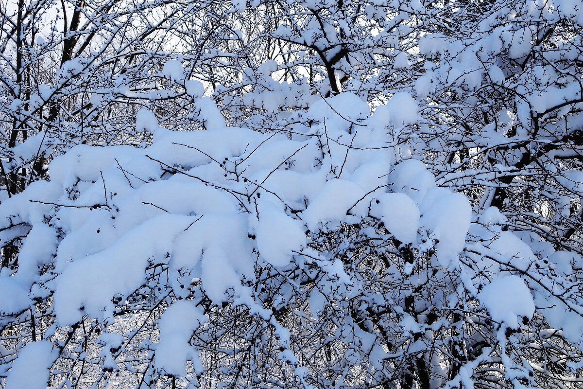 Зимние кружева - Рита Симонова