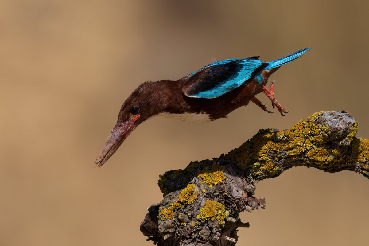 *** - Евгений Фруман