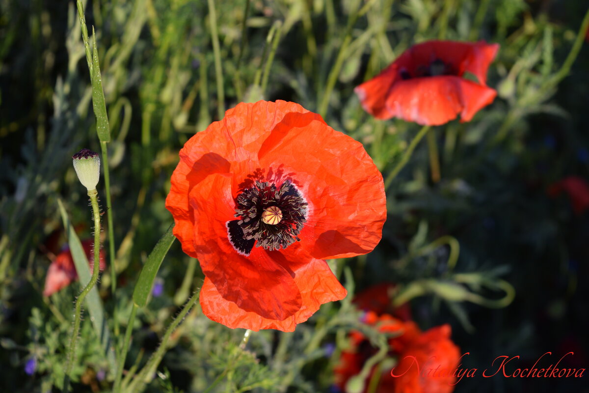 Природа Крыма - Amazing Cosmea