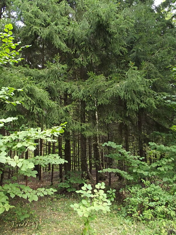 В летнем лесу - Freddy 97