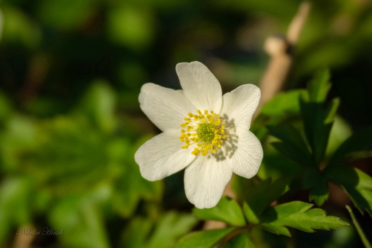 Про ветреницу... - Николай Гирш Про ветреницу... - Николай Гирш