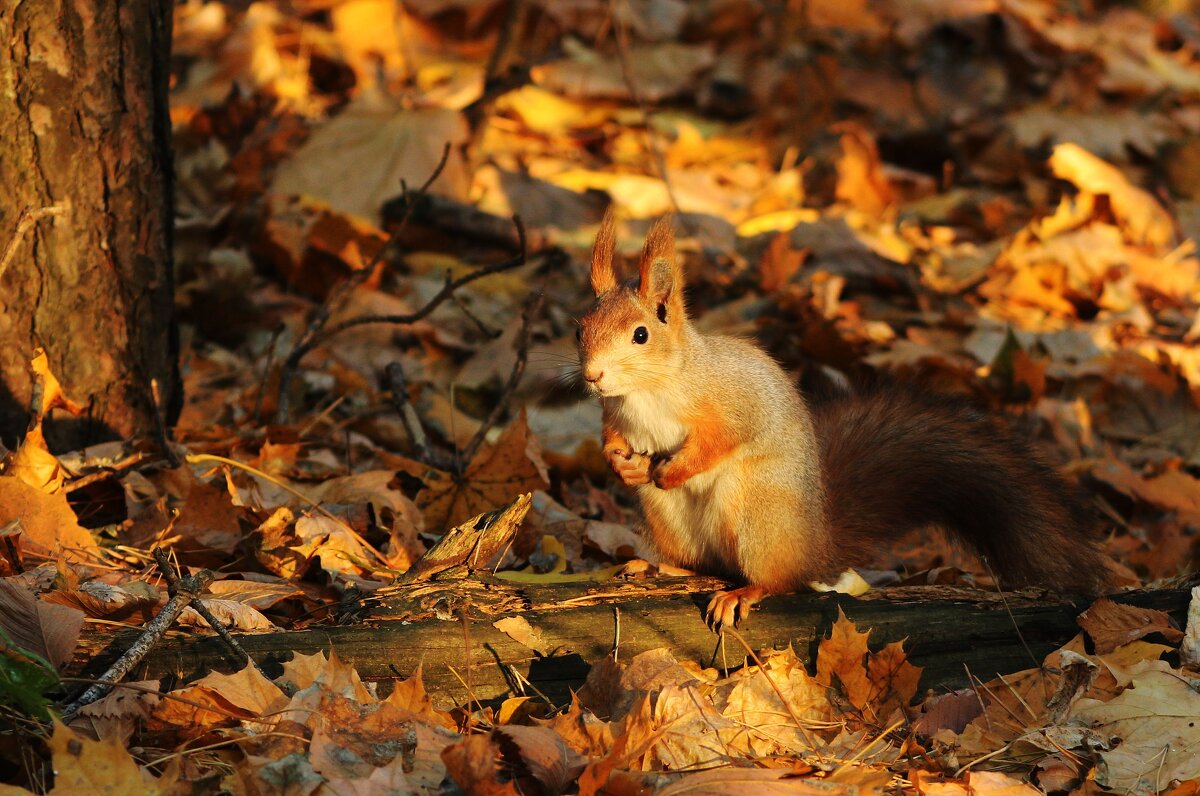 Любопытно, что там принес?... - Александр Герасенков
