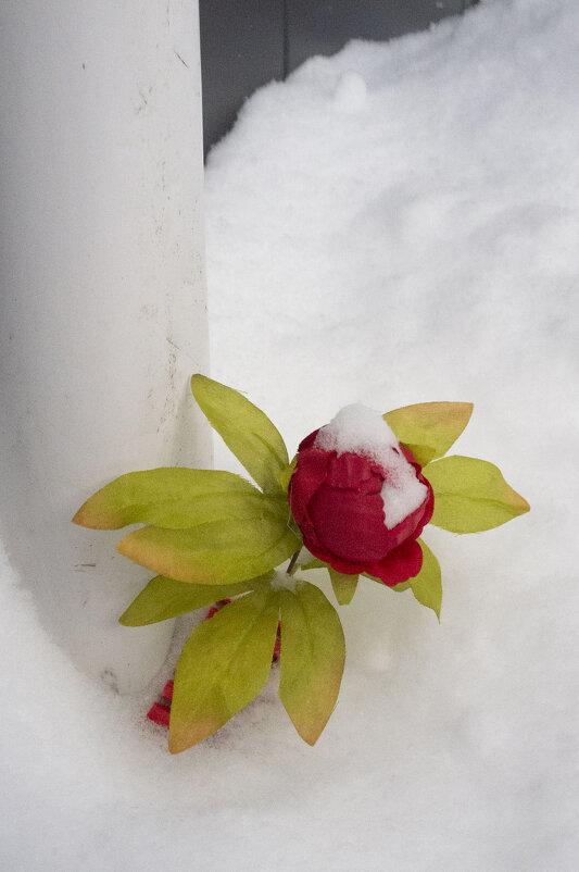 Замерзающая роза. - Николай Галкин Замерзающая роза. - Николай Галкин