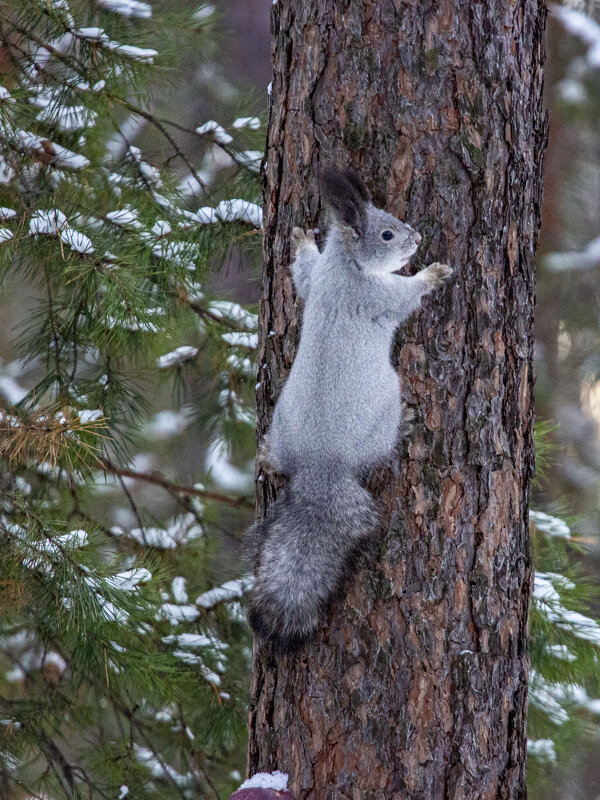 Зимний лес 2/5 - Barguzin_45 Иваныч