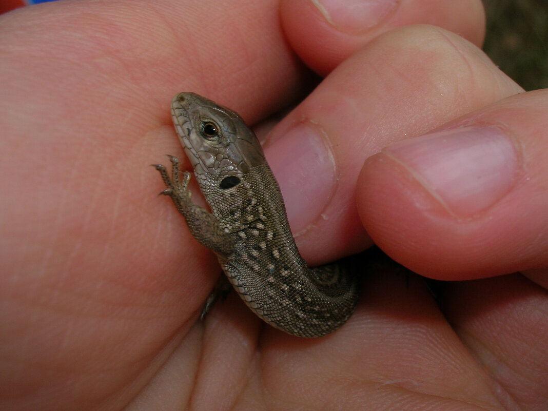 *** - Андрей Л. В. *** - Андрей Л. В.