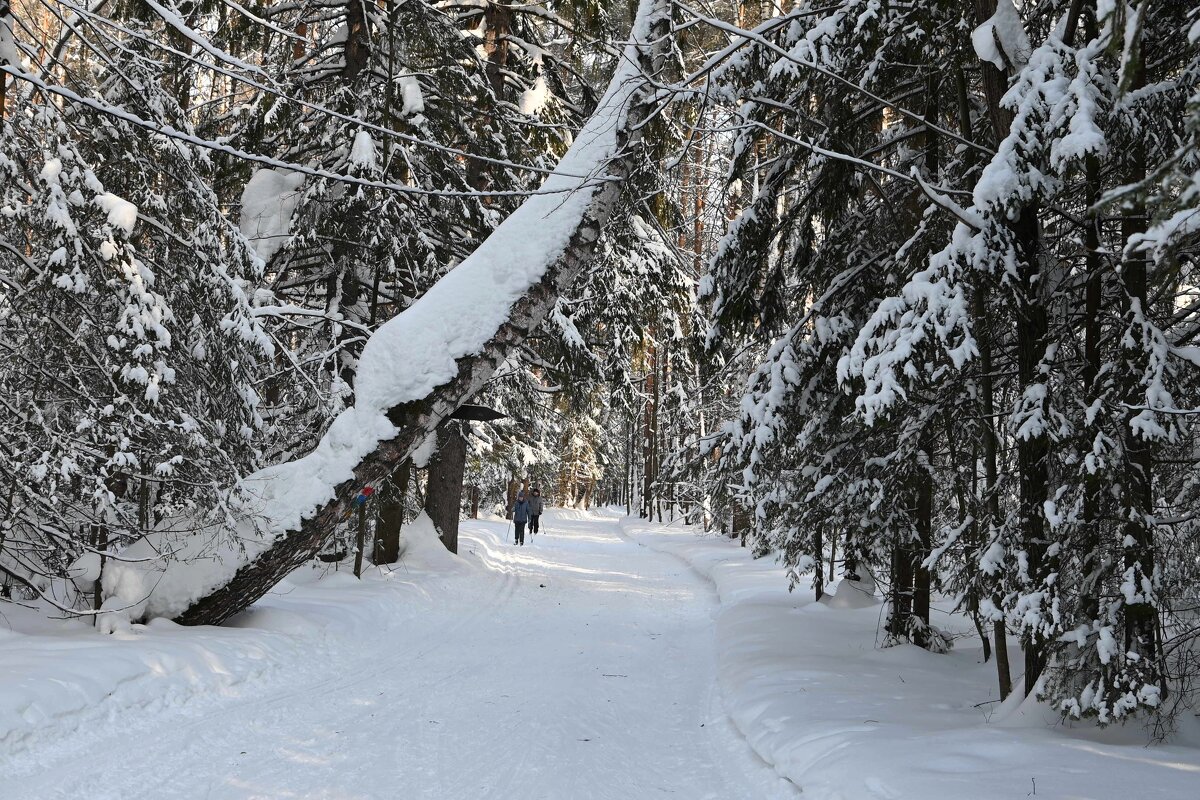 Прогулка на лыжах. - ВикТор Быстров
