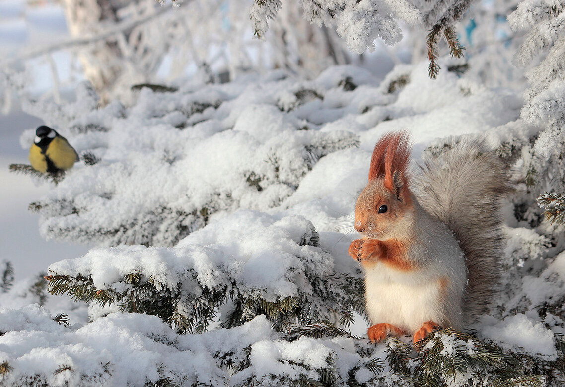 Соседи - елена беликова
