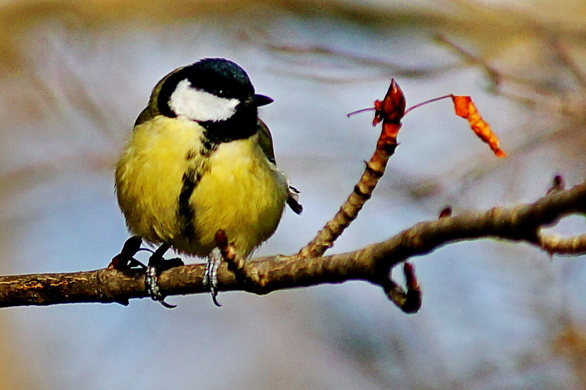 Ждём Весну... - Николай Саржанов