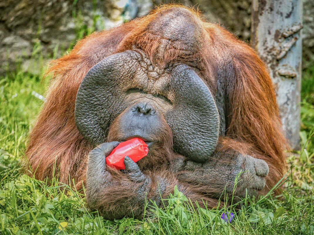 орангутан - Аркадий Лаптенко