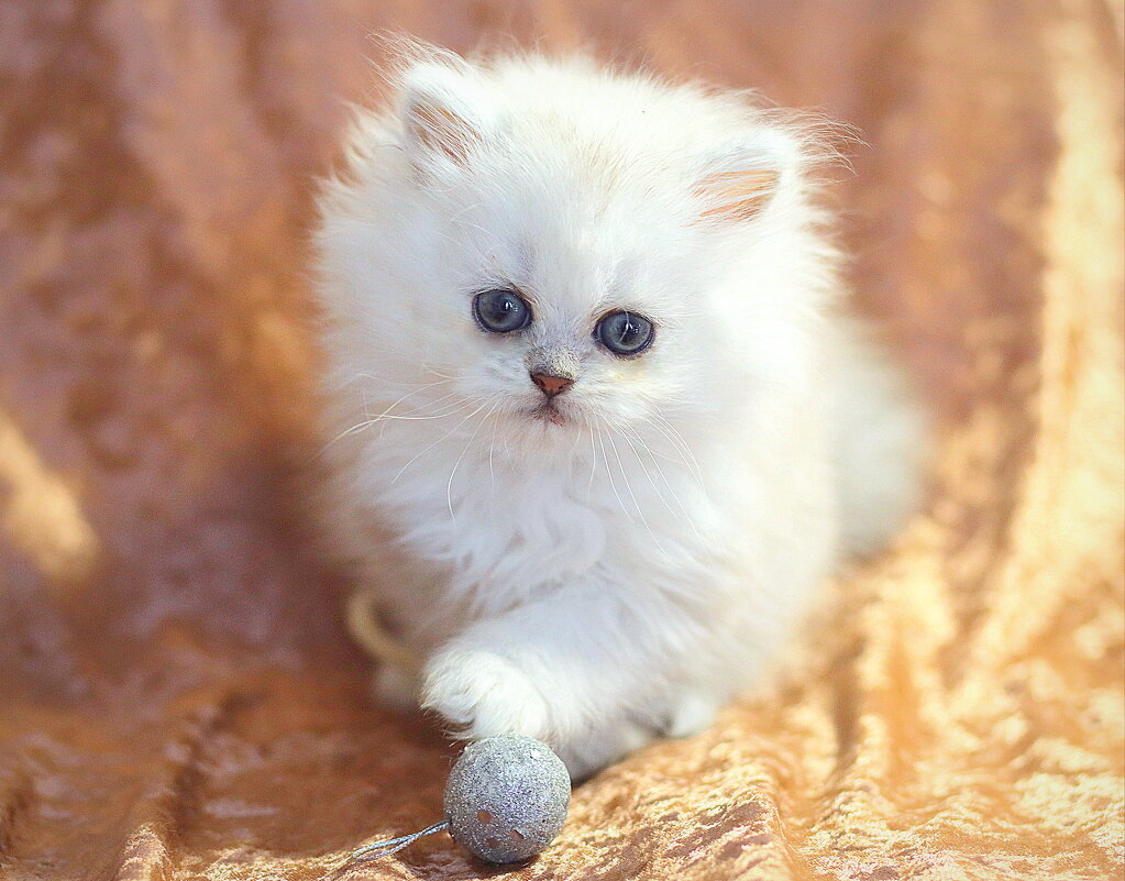 Беленький малышик. - Оля Богданович Беленький малышик. - Оля Богданович