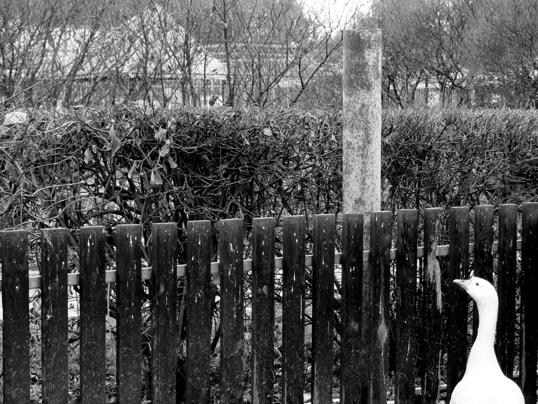 Гусь обнимусь - Maria Rainer