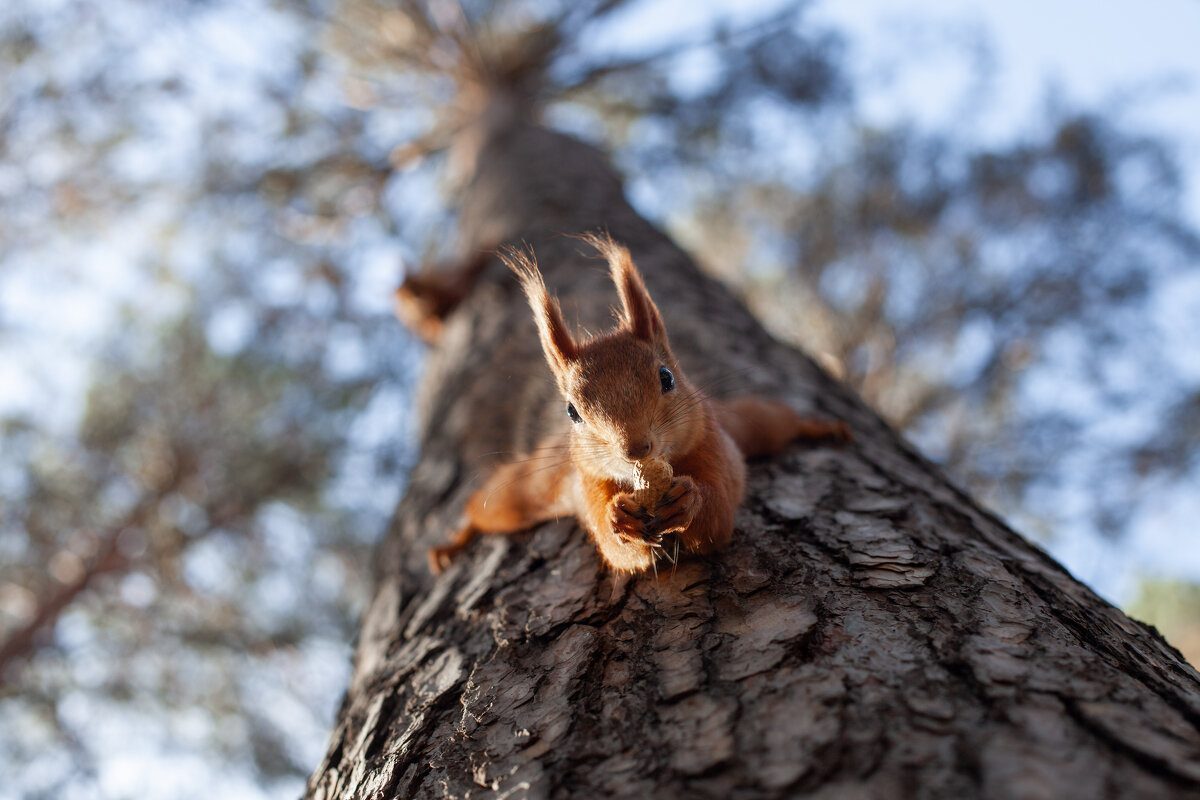 рыжая - Антон Лихач