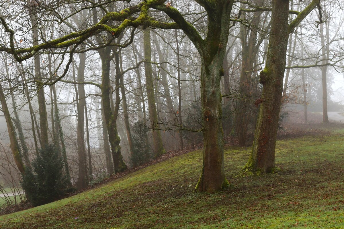 Туманный день - Юрий. Шмаков