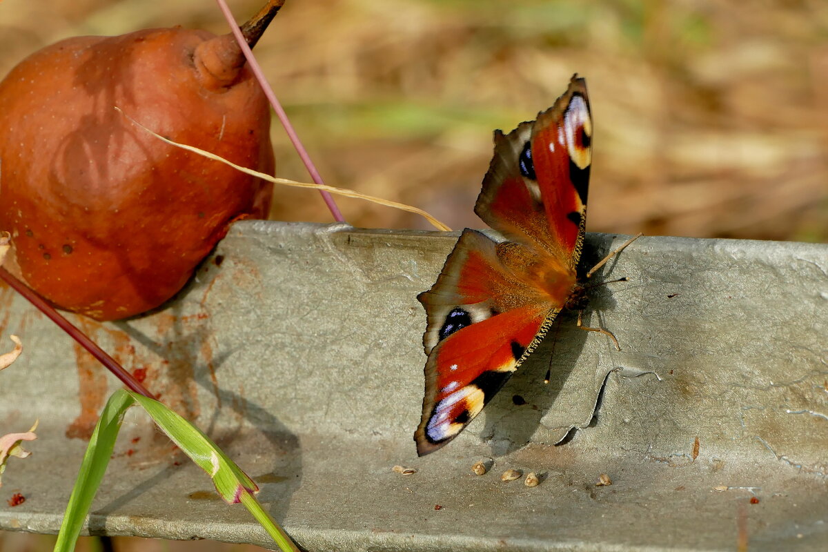 опять про бабочек...496 (павлиний глаз) - Александр Прокудин опять про бабочек...496 (павлиний глаз) - Александр Прокудин