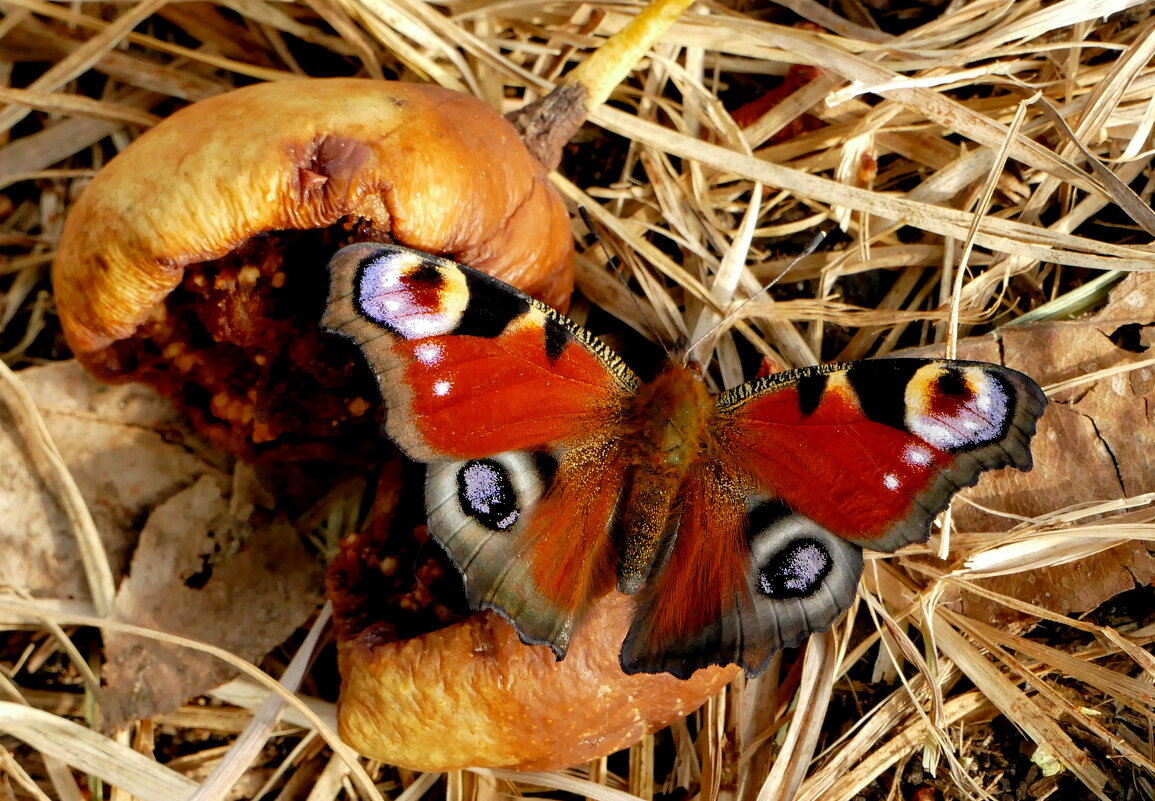 опять про бабочек...498 (павлиний глаз) - Александр Прокудин опять про бабочек...498 (павлиний глаз) - Александр Прокудин