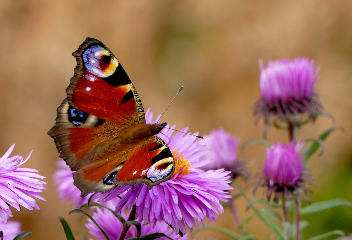 опять про бабочек...500 (павлиний глаз) - Александр Прокудин