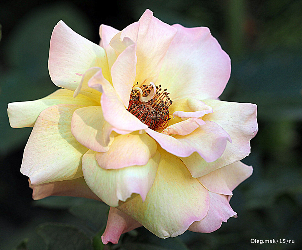 они на радость нам даны - Олег Лукьянов они на радость нам даны - Олег Лукьянов