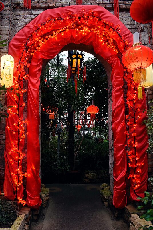 В оранжереи Аптекарского Китайский Новый год. - Татьяна Помогалова В оранжереи Аптекарского Китайский Новый год. - Татьяна Помогалова