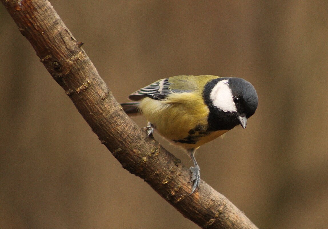 ..наблюдает... - Александр Герасенков ..наблюдает... - Александр Герасенков