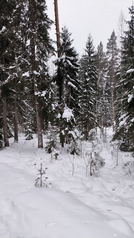 Зимний лес. - Ольга 