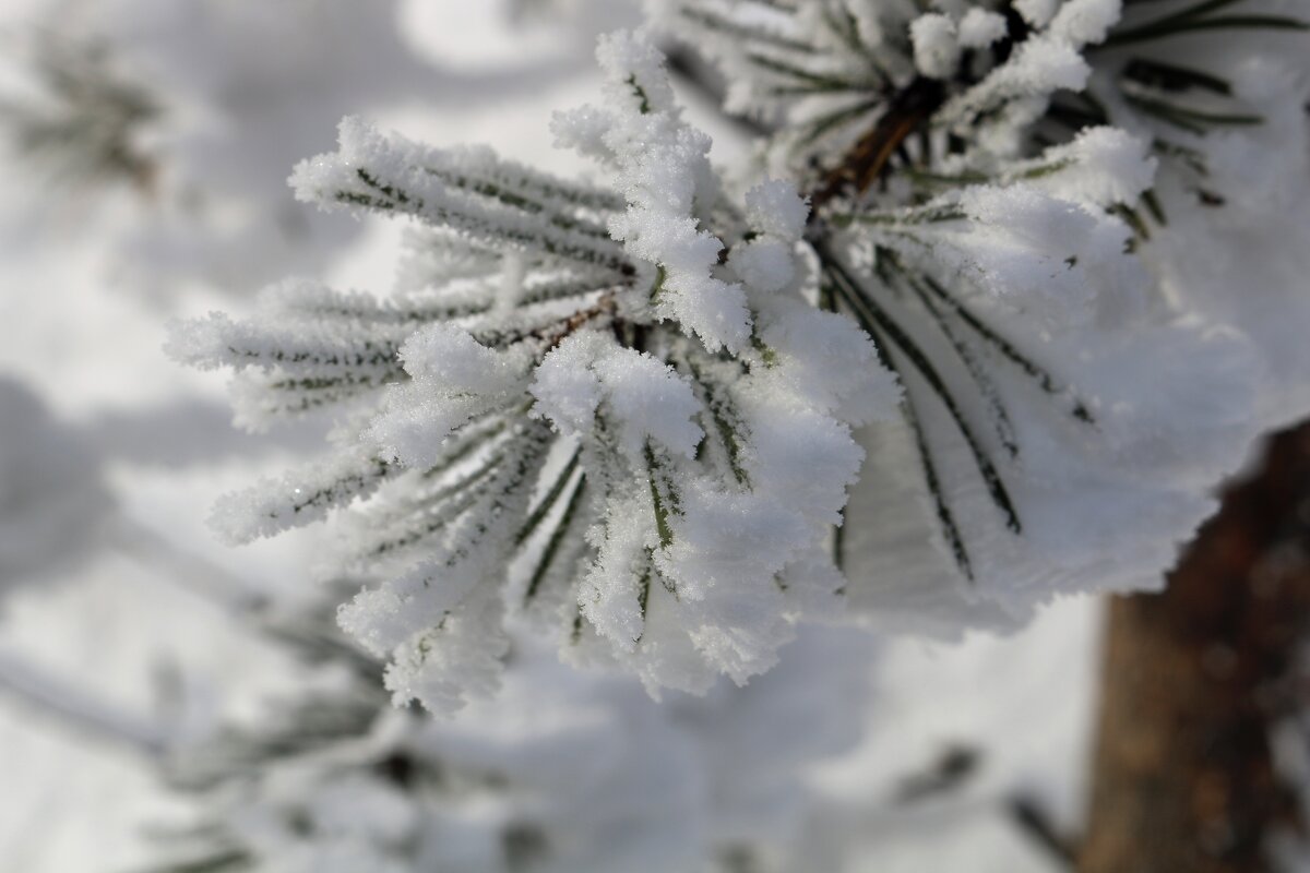 Лапки в инее - Ольга 