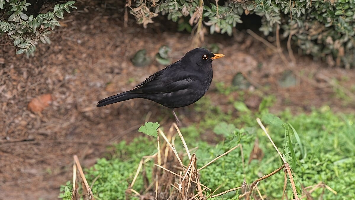 Скворец - Мариша 