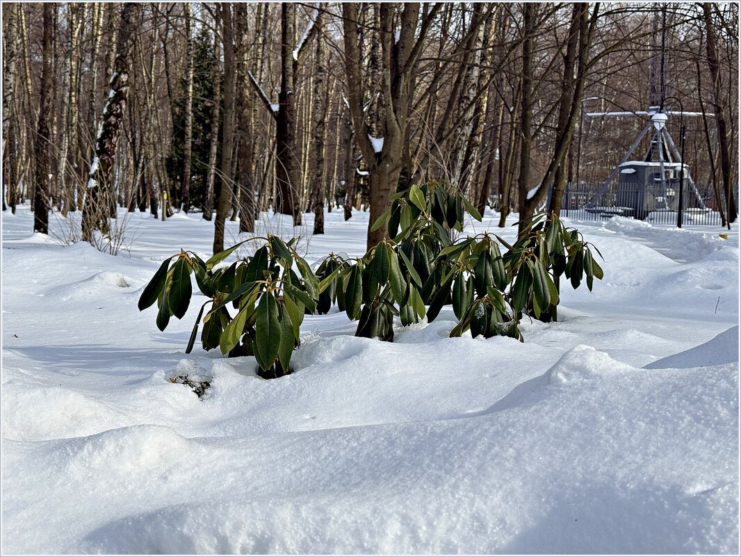 Февраль. Рододендрон. - Валерия Комова Февраль. Рододендрон. - Валерия Комова