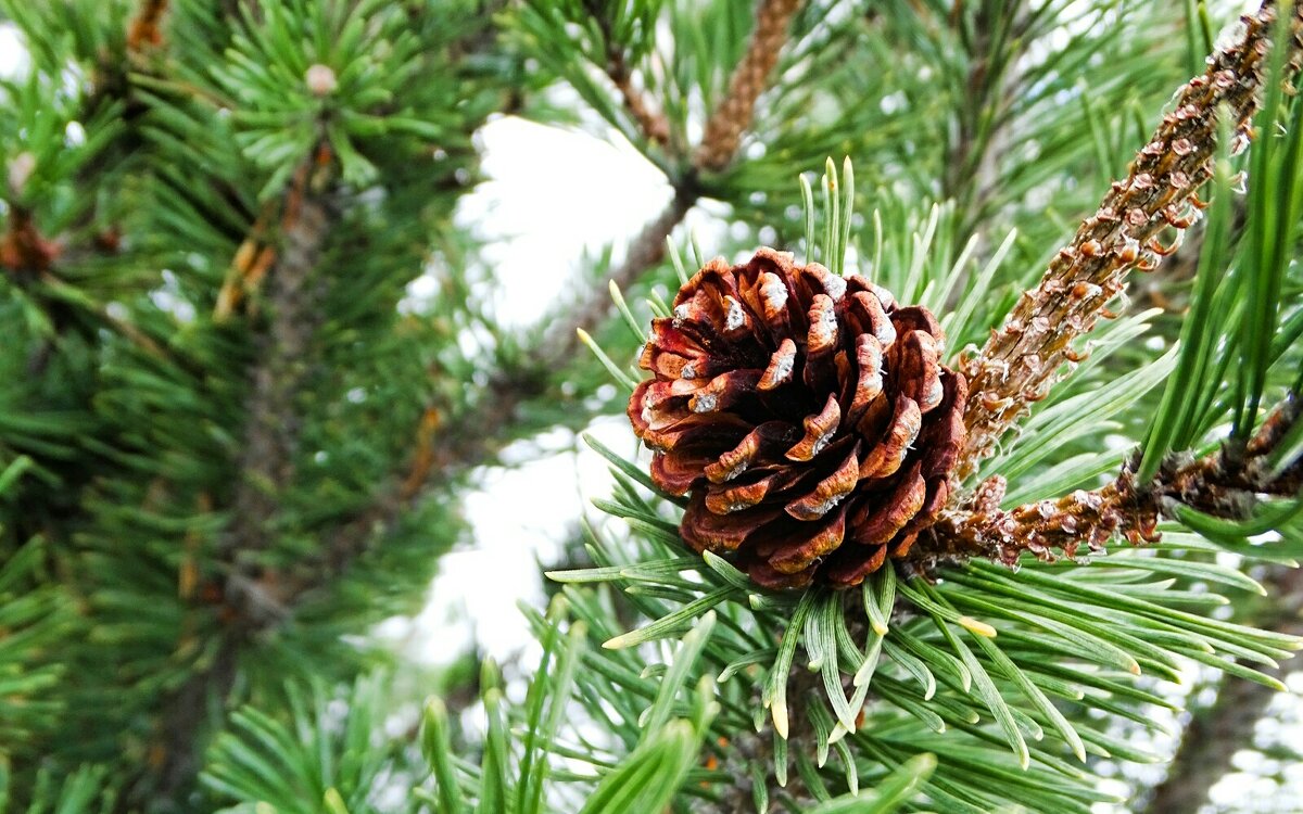 Шишка низкорослой сосны. - Милешкин Владимир Алексеевич 
