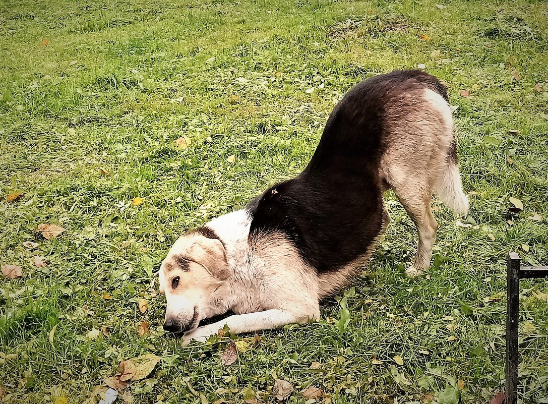 ВКУСНАЯ КОСТОЧКА - Виктор Никитенко ВКУСНАЯ КОСТОЧКА - Виктор Никитенко