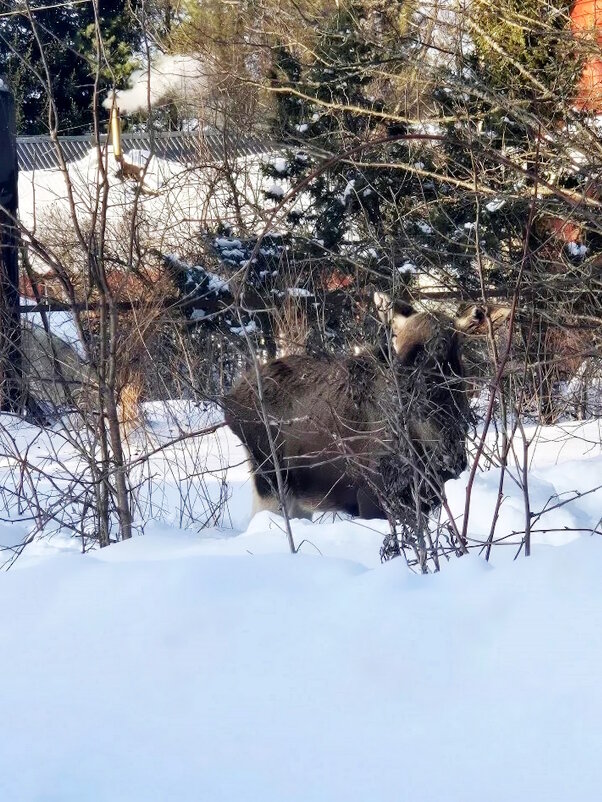 Лесной гость за окном - Ольга Довженко
