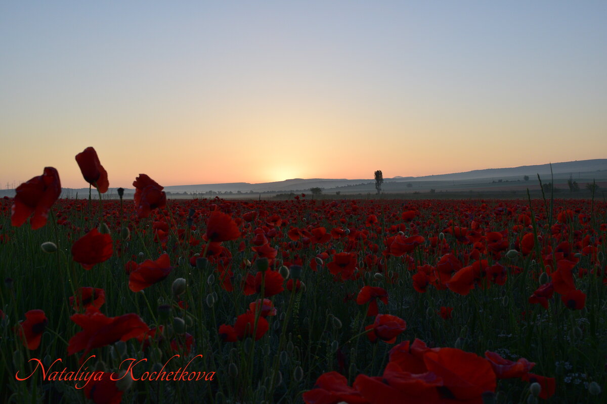 Природа Крыма - Amazing Cosmea